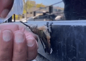 💚They rescued a hummingbird — and what happened next will melt your heart!