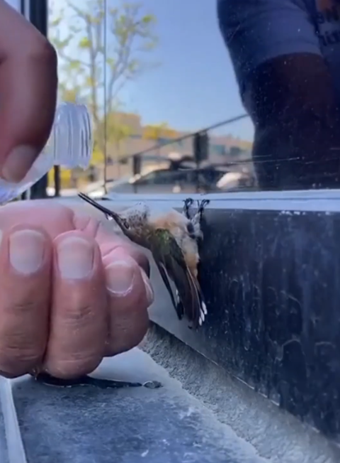 💚They rescued a hummingbird — and what happened next will melt your heart!