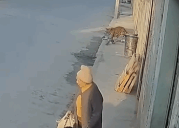 Two Pitbull vs Leopard to protect the old woman❤️🐾