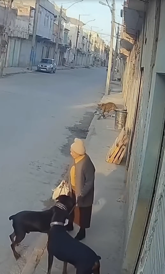 Two Pitbull vs Leopard to protect the old woman❤️🐾