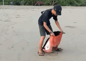 A Thousand Tiny Lives Returned to the Sea🐢🐢🐢