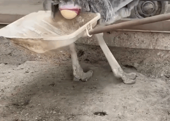 A woman took the egg and icubated it,and it hatched into an ostrich,what a beautiful story🐣