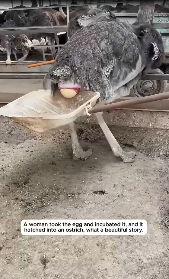 A woman took the egg and icubated it,and it hatched into an ostrich,what a beautiful story🐣