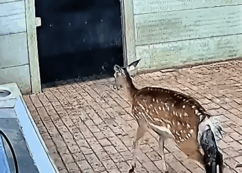 A man rescued a newborn deer, and then this happened💚