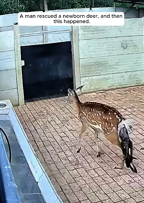 A man rescued a newborn deer, and then this happened💚