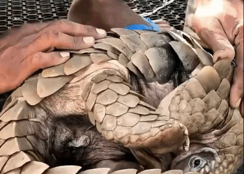 A rescue team discovered a pangolin cruelly trapped in wire🐾