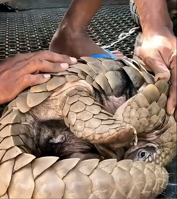 A rescue team discovered a pangolin cruelly trapped in wire🐾