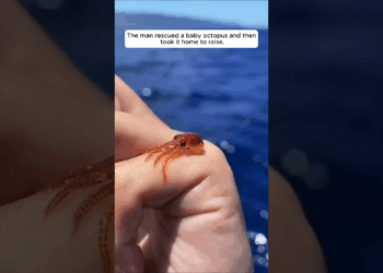 The Man Rescued a Baby Octopus and Then Took It Home to Raise