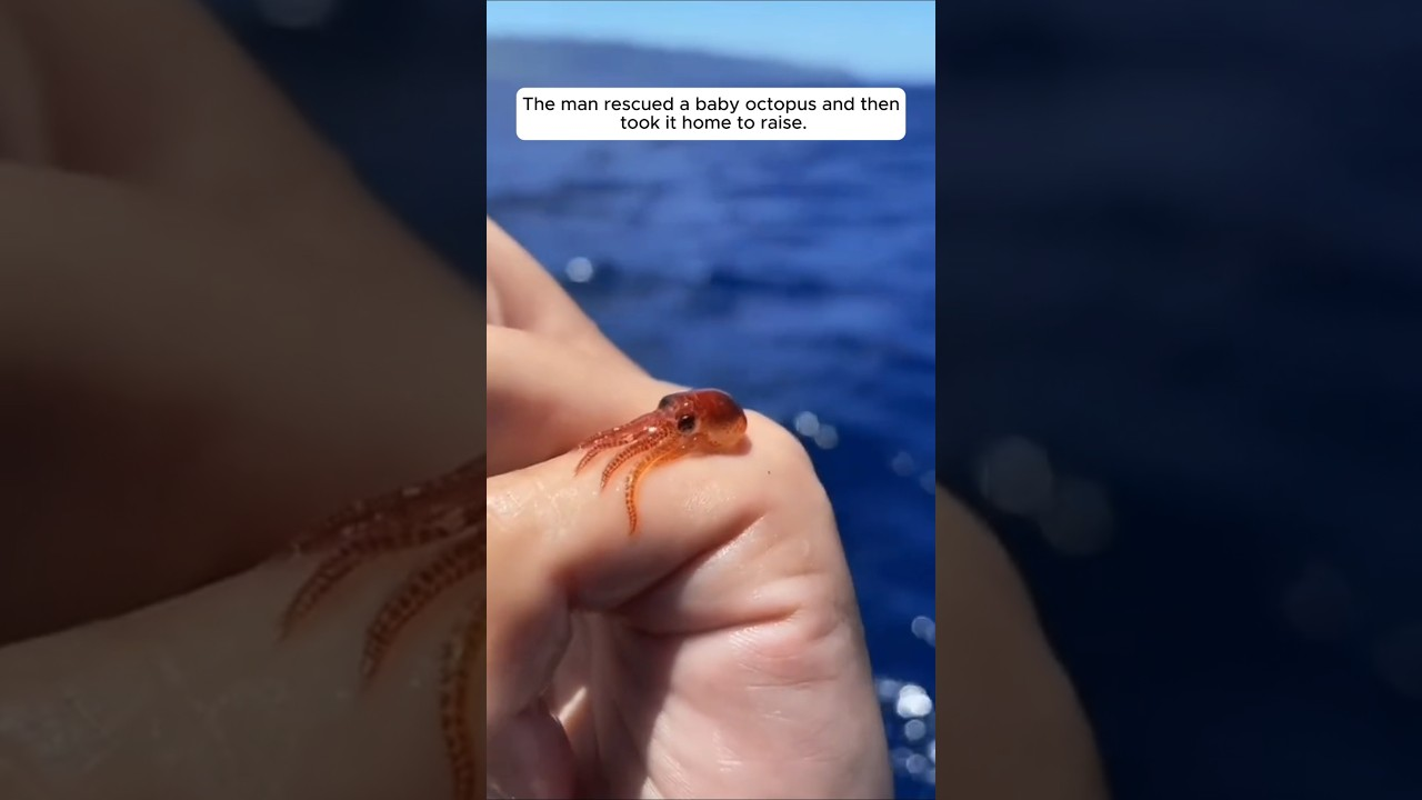 The Man Rescued a Baby Octopus and Then Took It Home to Raise