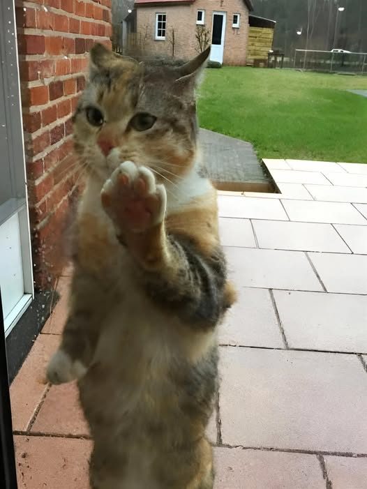 “The Last Abandoned Cat Was Welcomed Home – A Touching Story”