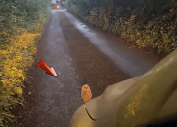 This family found a small owl abandoned alone in the road and then