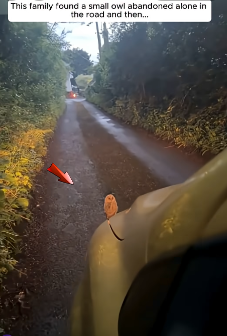This family found a small owl abandoned alone in the road and then