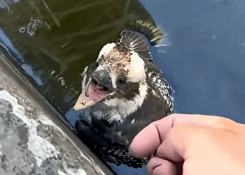 Kookaburra Saved: Journey From Weakness to Freedom💖