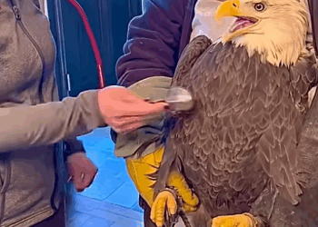 This woman found an injured eagle in her backyard and then this happened
