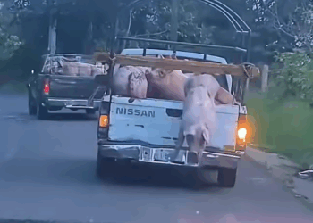 Lucky Pig – The Journey From The Slaughterhouse🐷💛