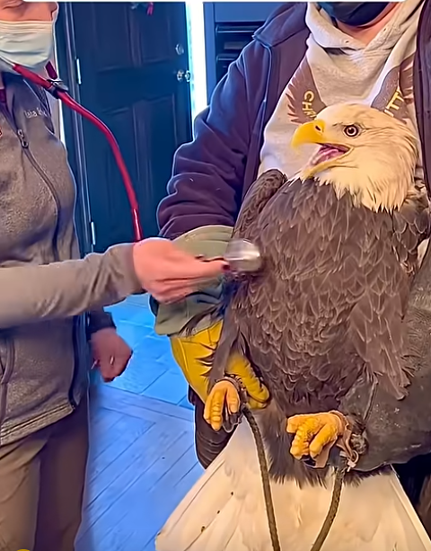This woman found an injured eagle in her backyard and then this happened
