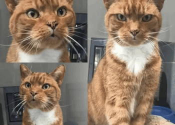 Alex – The Troublemaker in Orange Fur