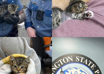 Trooper: The Little Kitten Who Never Gave Up🌈