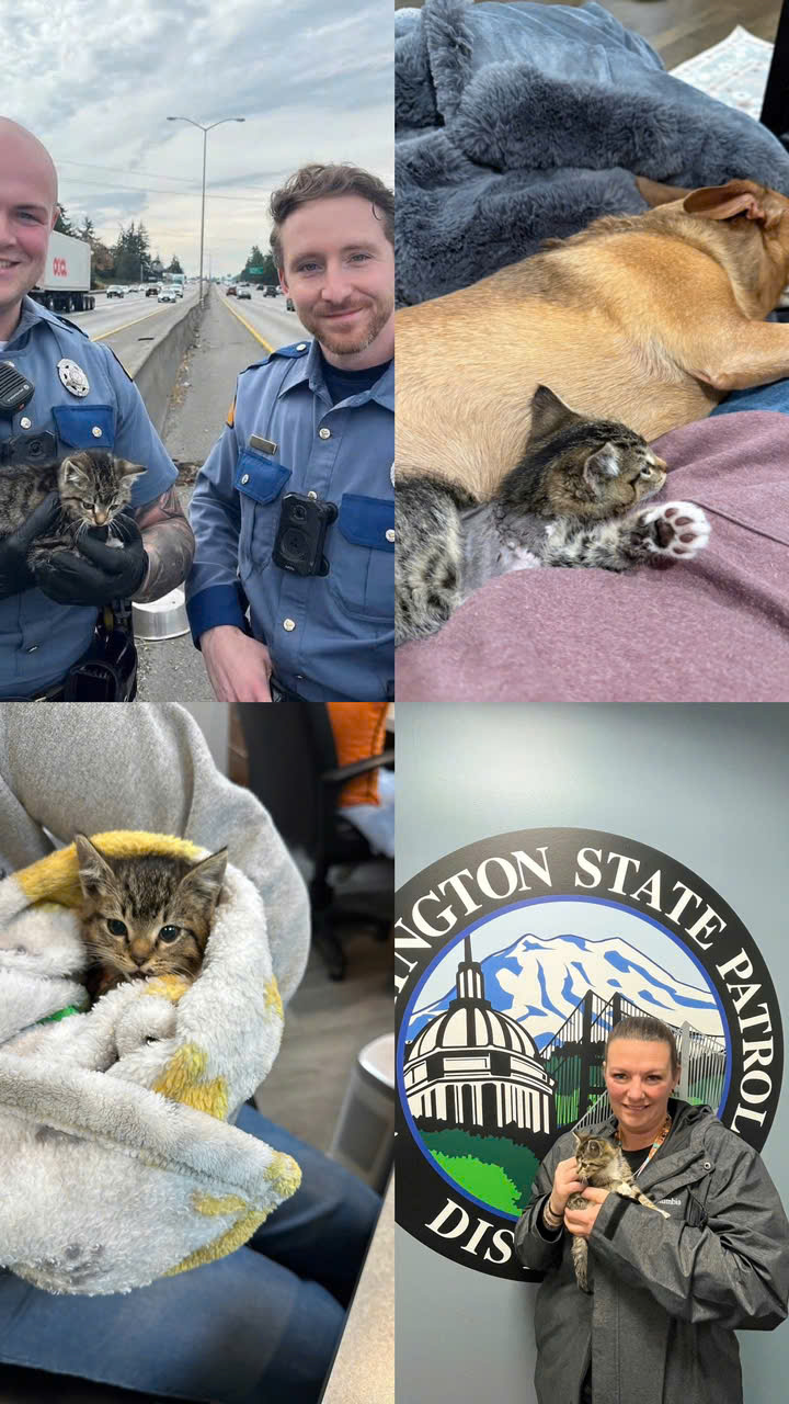 Trooper: The Little Kitten Who Never Gave Up🌈