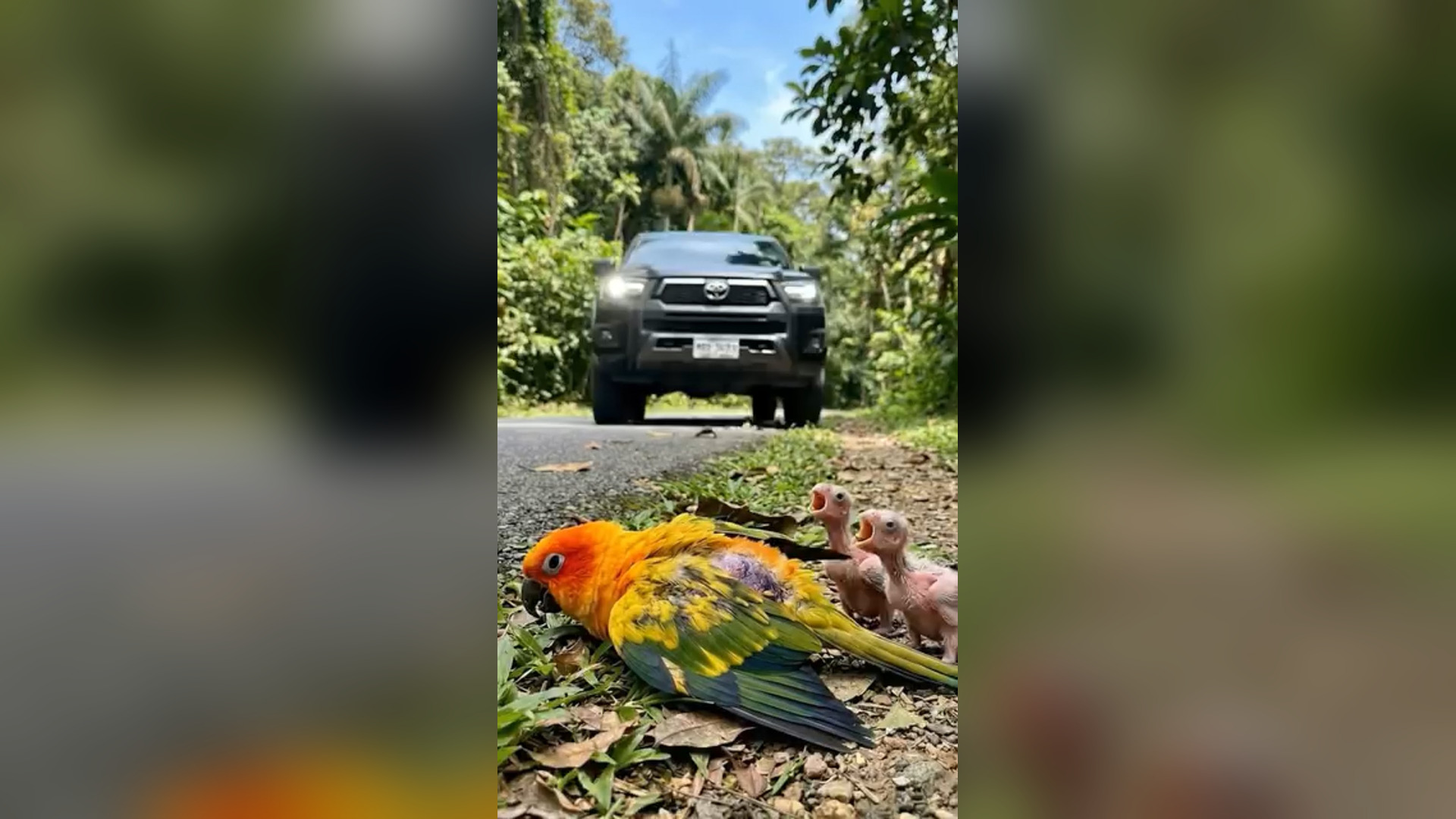 H2704016_Rescuing mother Parrot her two chicks after