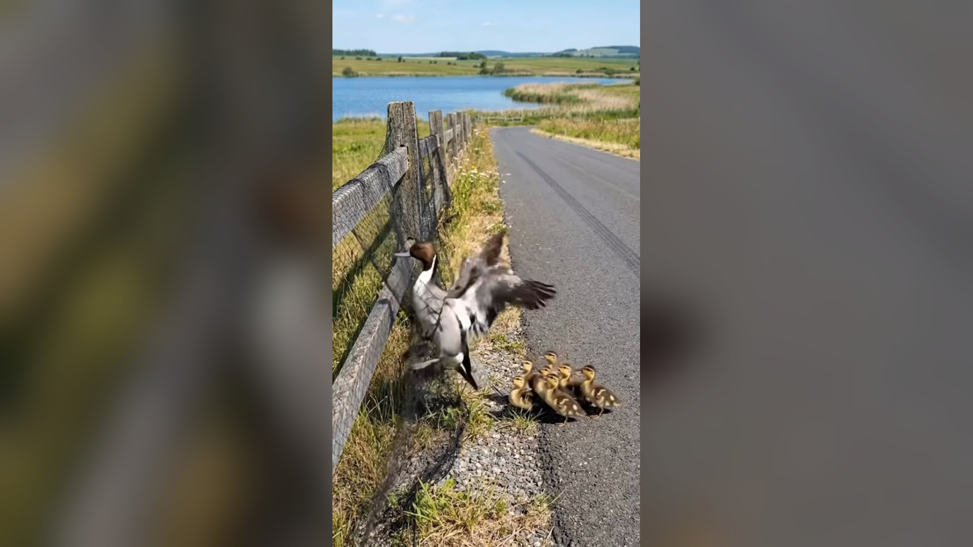 H2704014_2.7K views reactions Mother duck trapped in