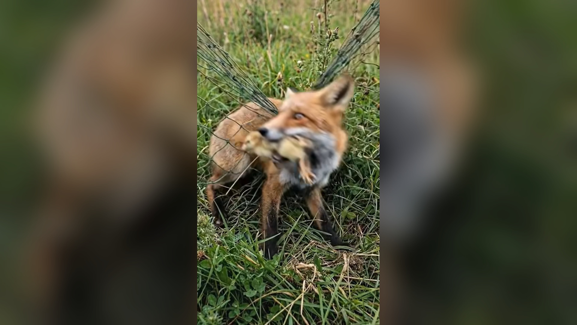 H2704013_Saving baby chicks small fox heart touc