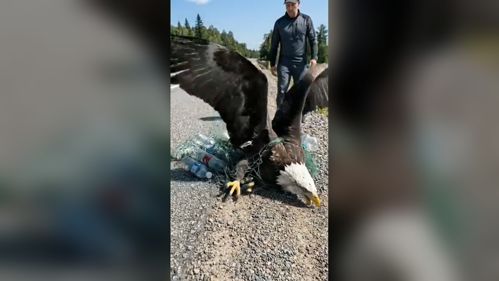 H2804015_Rescuing an Eagle Trapped in Net on Road