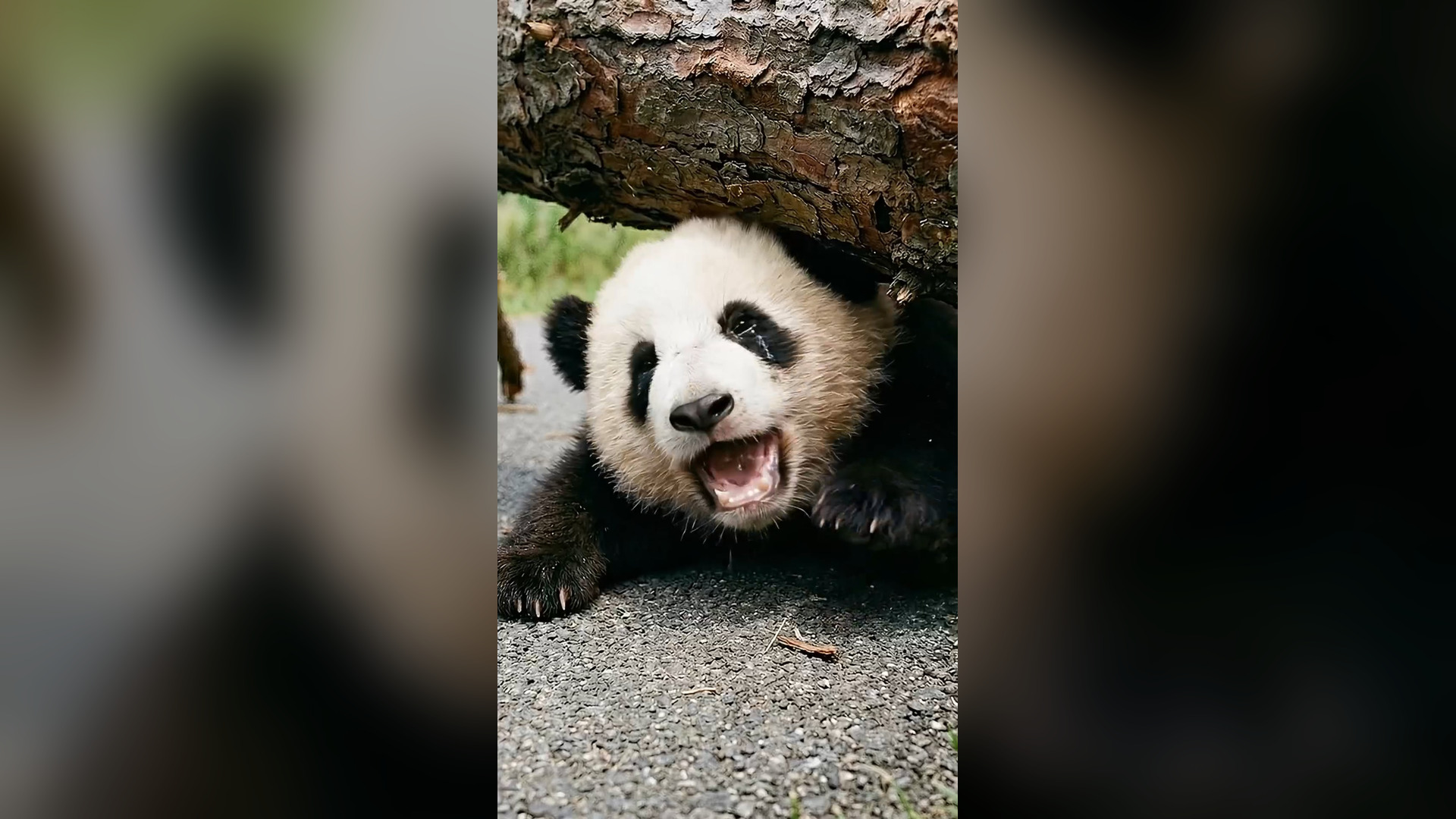 H2804009_Rescuing baby panda trapped under fallen tree