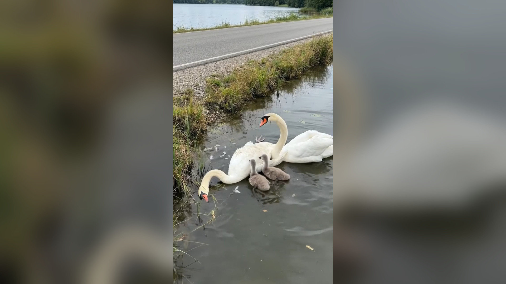H2804002_Swan father blocks road to seek help, protecti