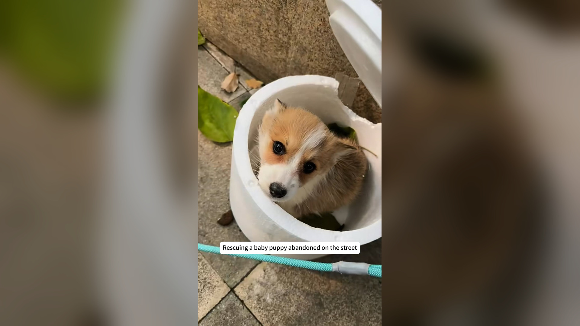 H0401010_Rescuing baby puppy abandoned on street #res