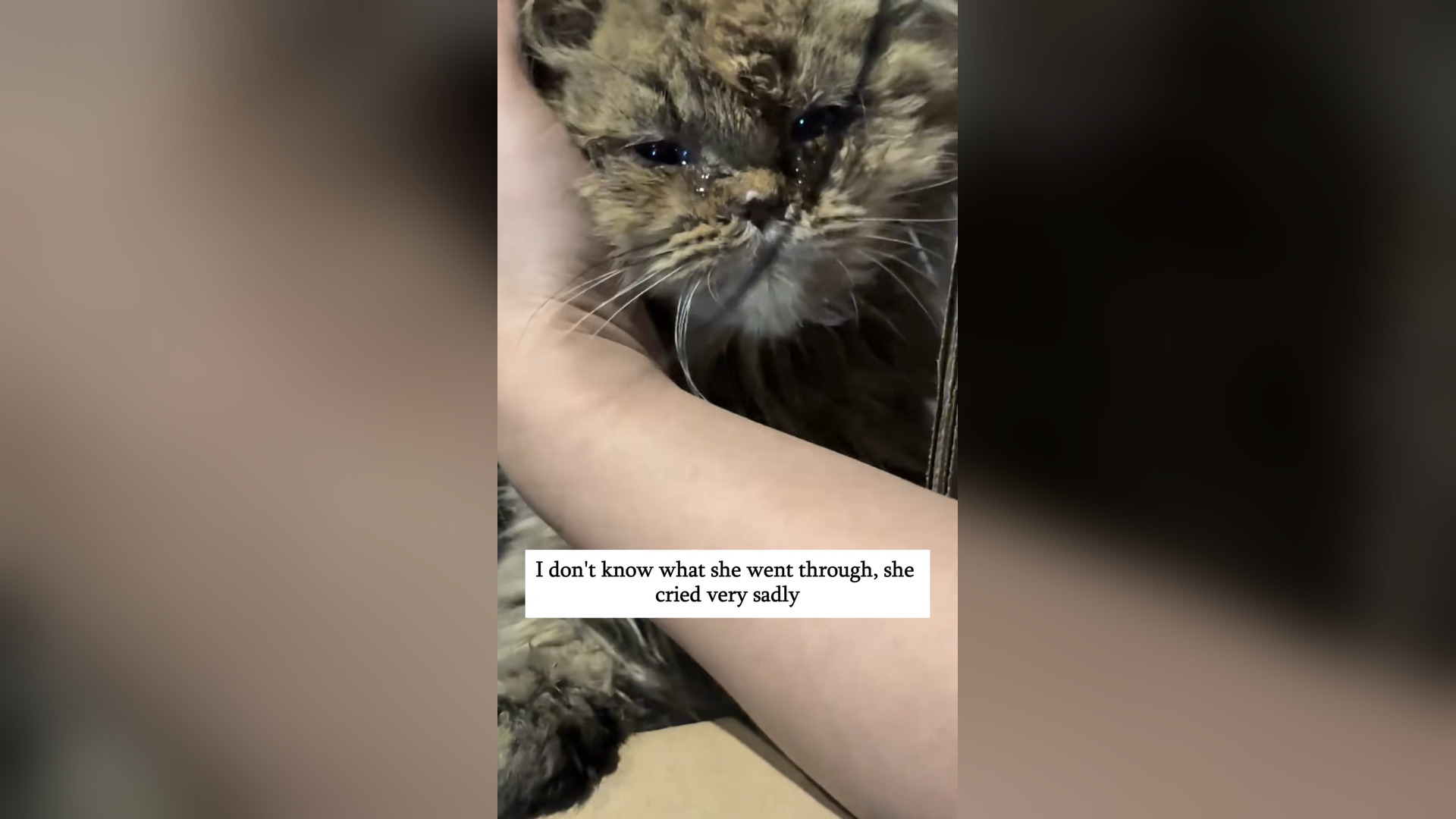 H0401006_Rescue abandoned kittens #rescue #kitten #cat ##fy