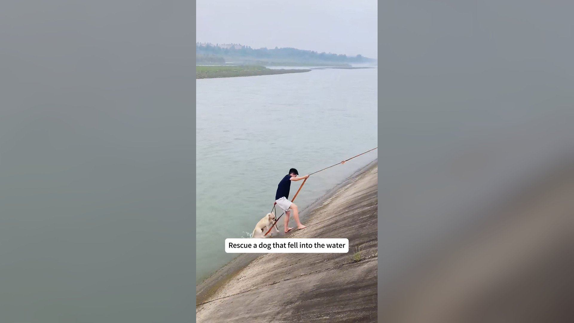 H0401002_Rescue dog fell into water #rescue #an