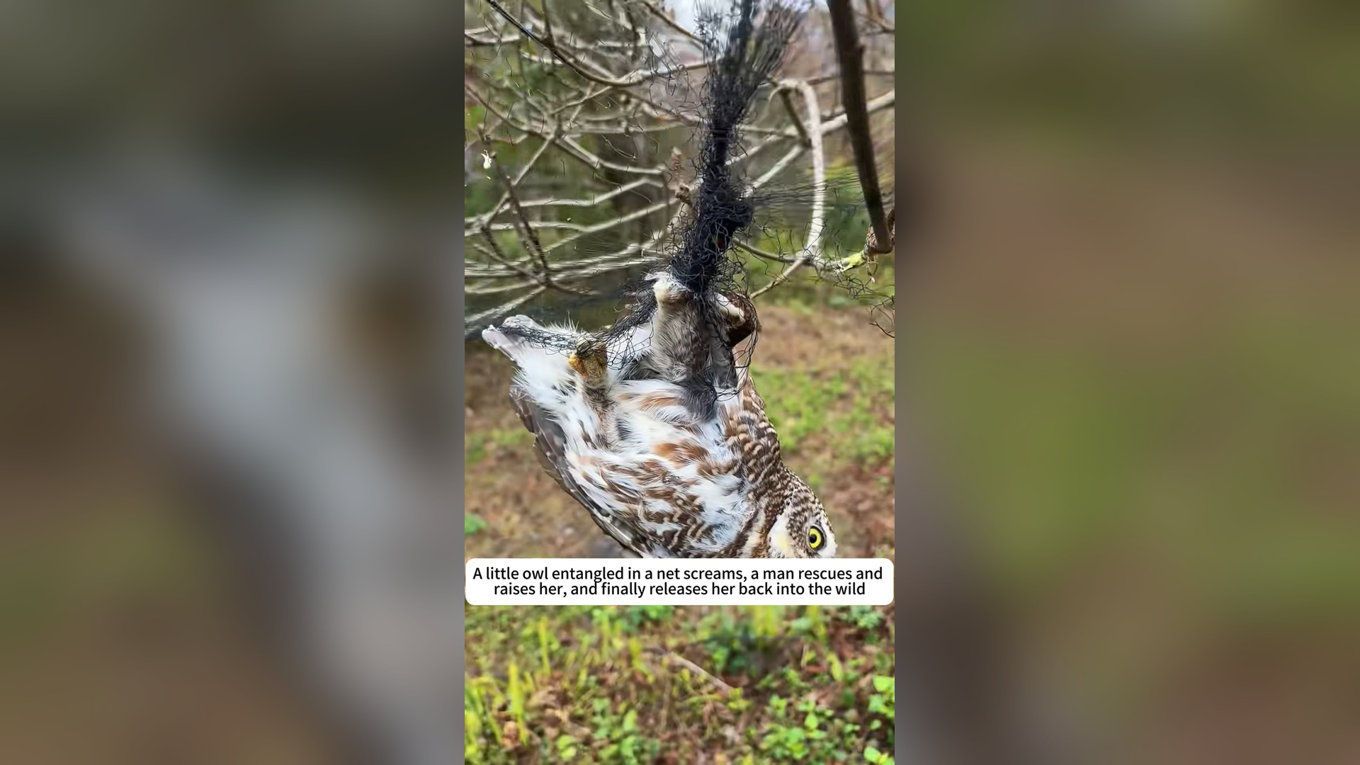 H0401001_Rescue little owl entangled in net #rescue #an