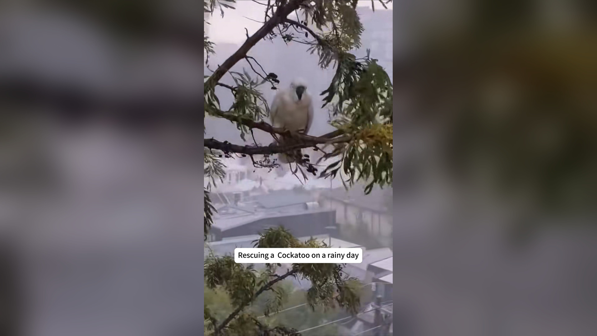H3004025_Rescue cockatoo on rainy day #rescue #animals