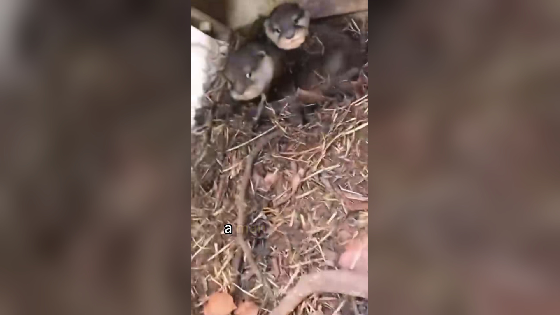 H3004020_cute little otters #animals #rescue #love #pet