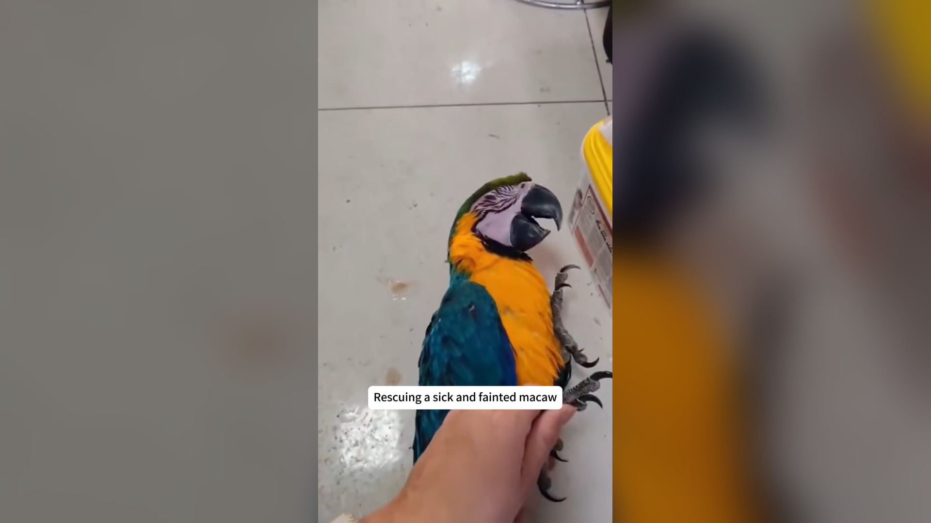 H3004014_Rescuing sick fainted macaw #rescue #anima