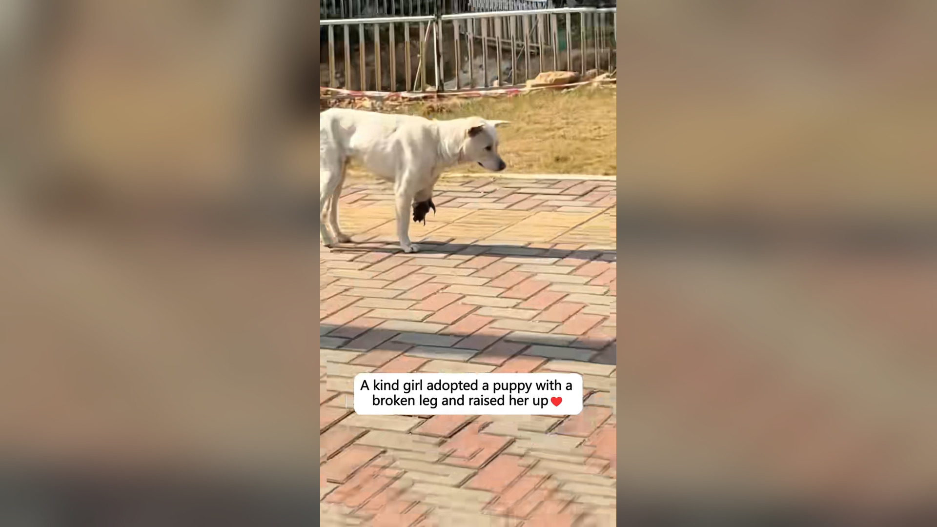 H04010H30040adopted puppy broken leg