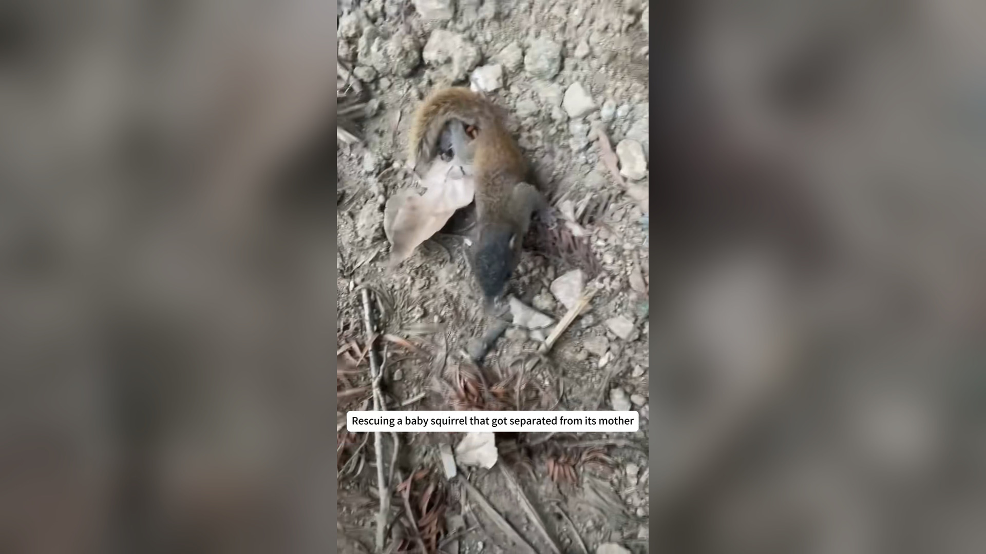 H0205048_Rescuing baby squirrel got separated