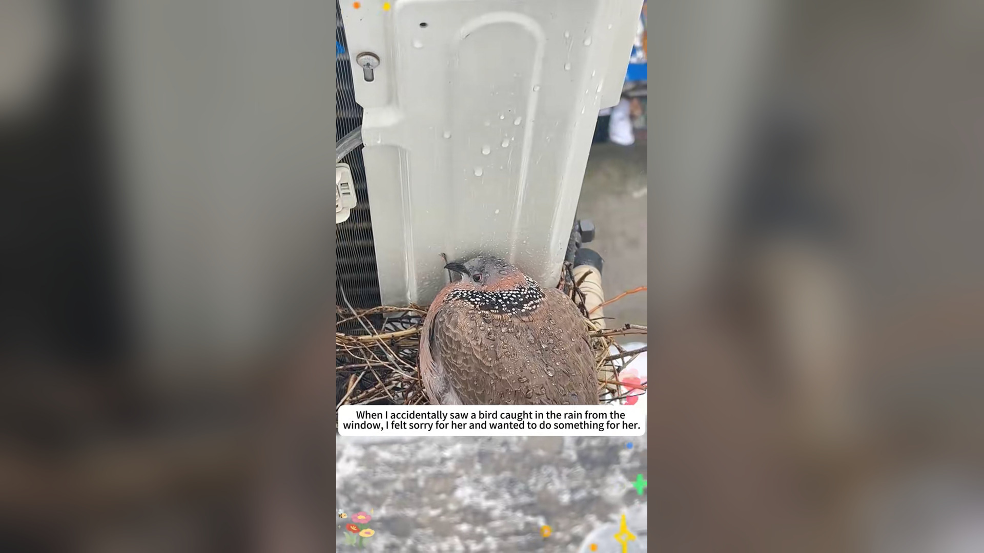 H0205041_Rescue bird caught in rain #rescue #anima