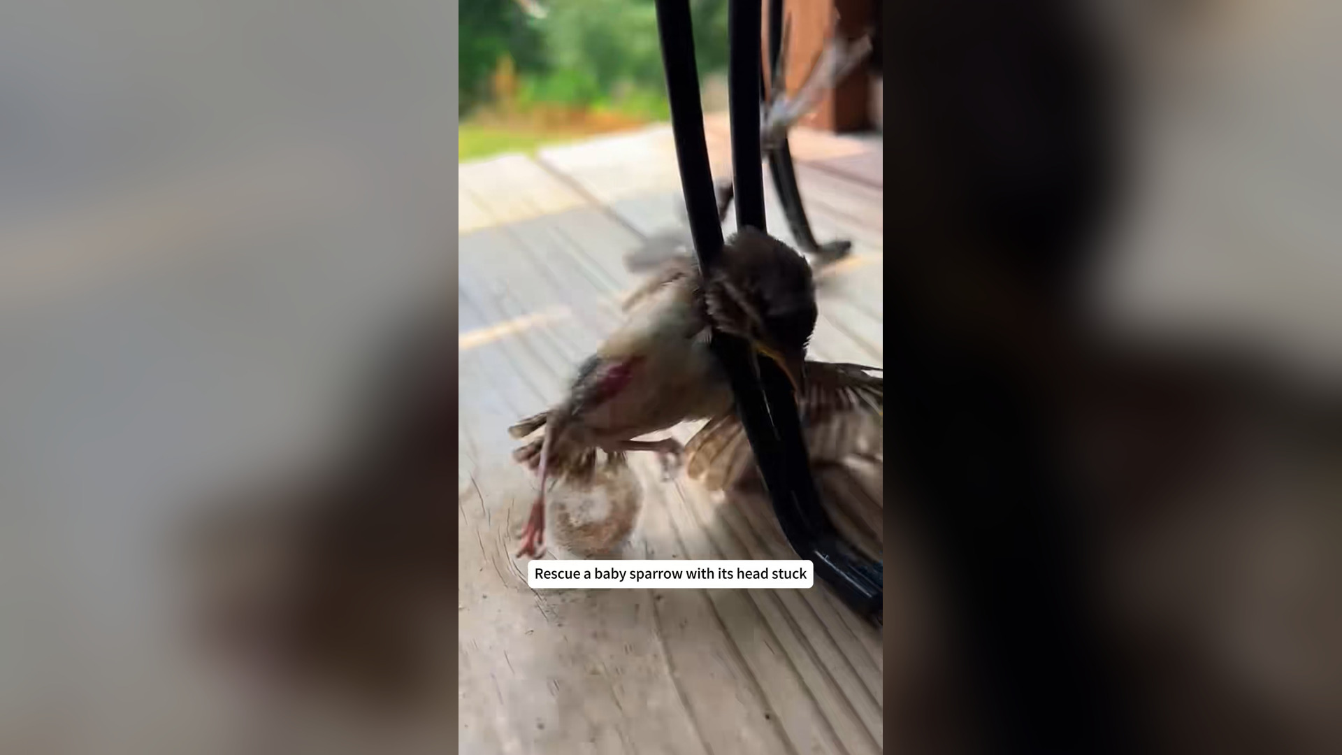 H0205042_Rescue baby sparrow its head stuck #rescue