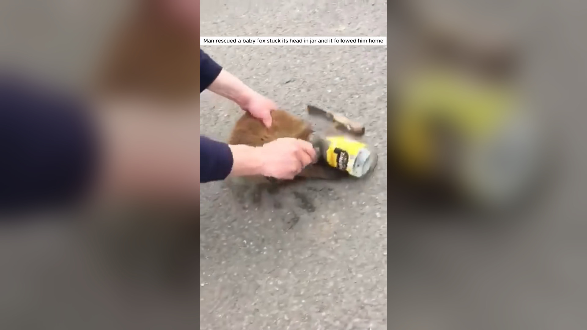 H0105038_Man rescued baby fox stuck its head in jar