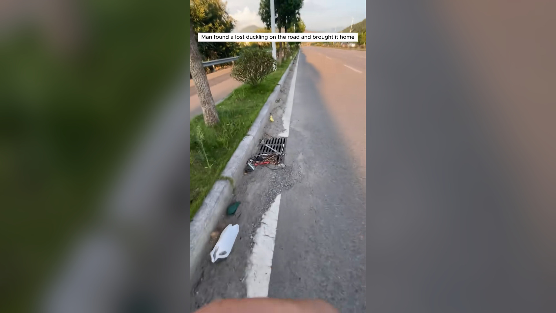 H0105039_Man found lost duckling on road brought