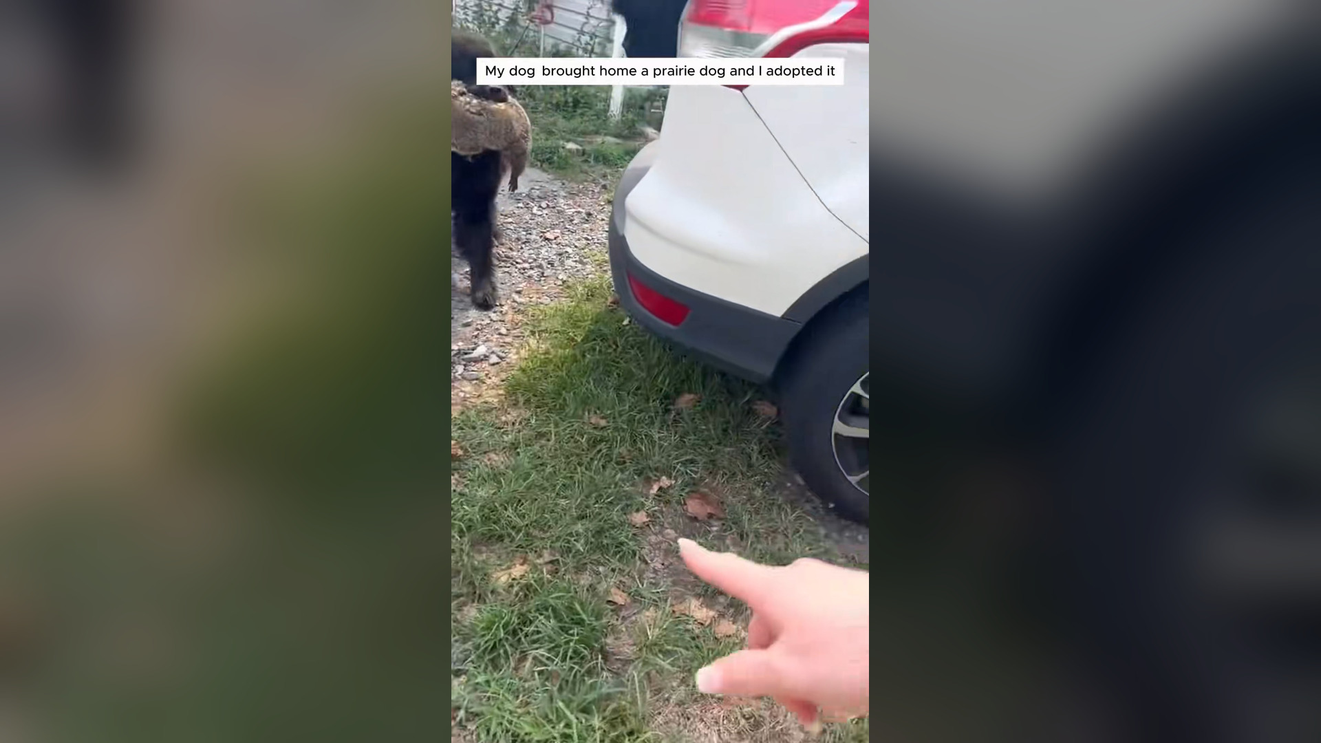 H0105037_My dog brought home prairie dog adopted it