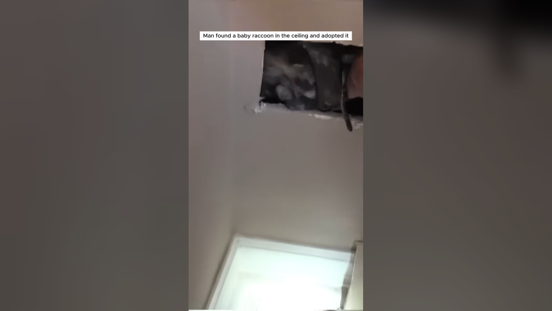 H0105010_Man found baby raccoon on ceiling adopte