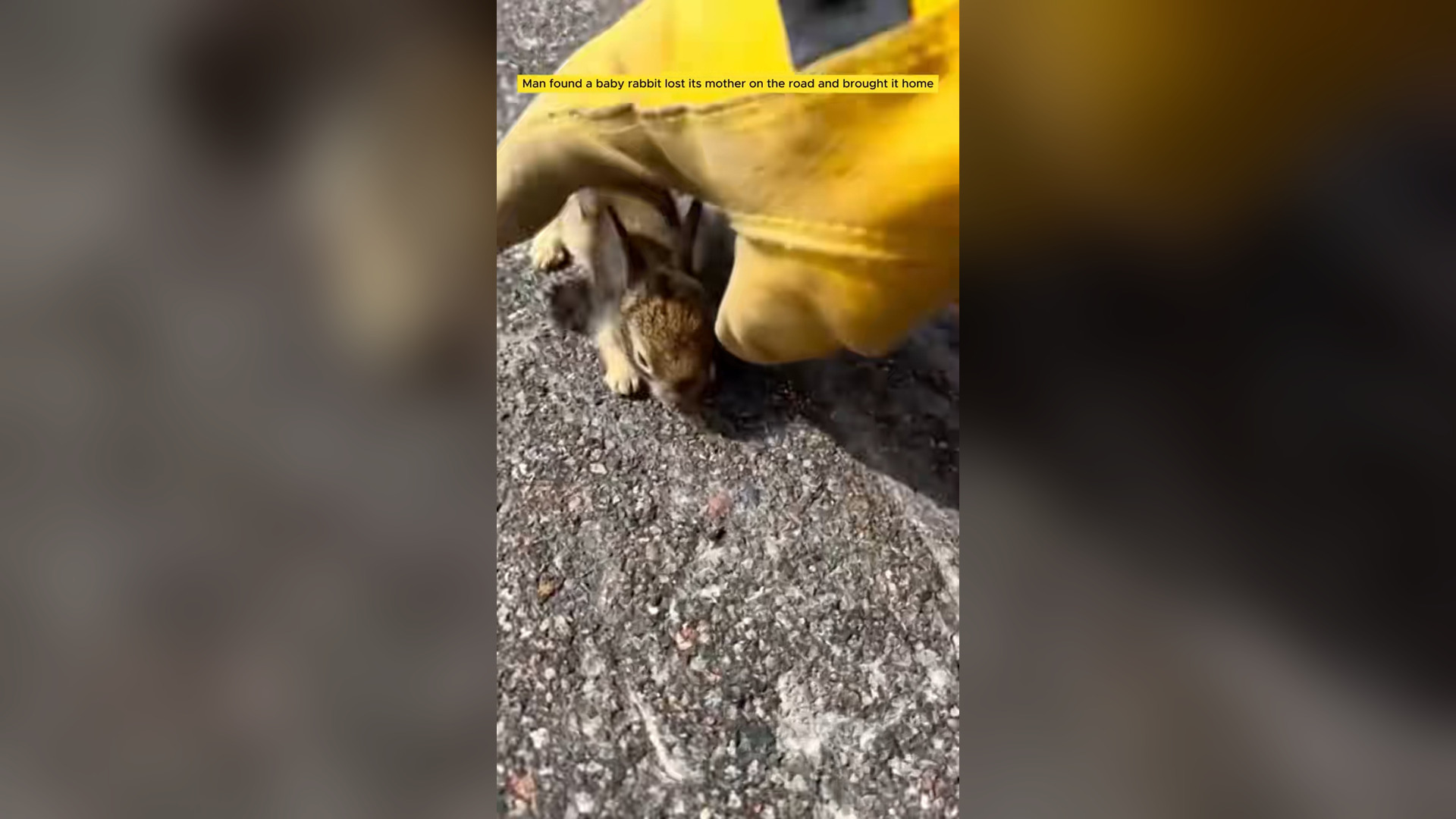 H0105011_Man found baby rabbit lost its mother brough