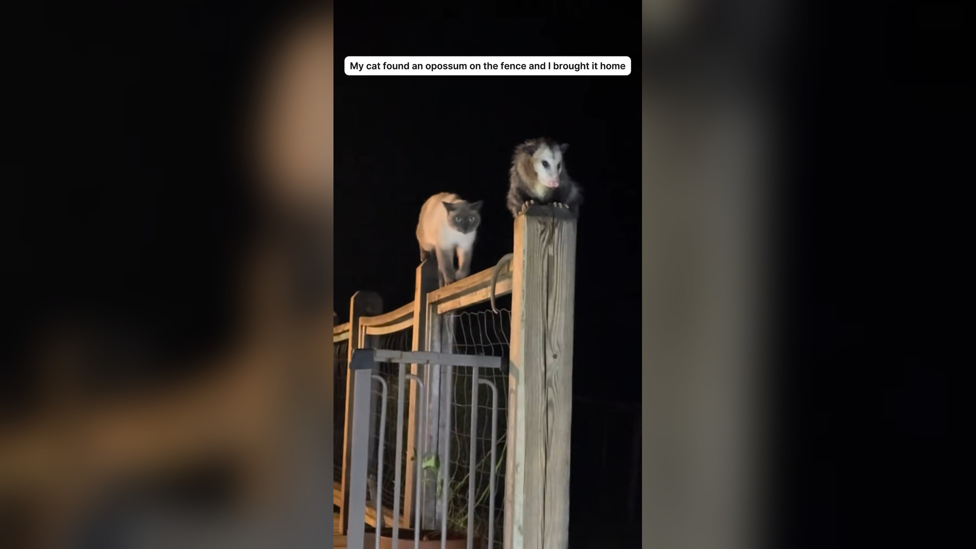 H0105009_My cat found an opossum on fence brought