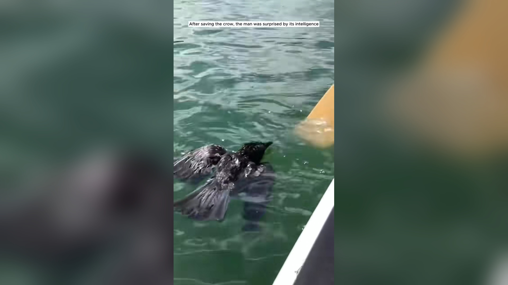 H0105005_Man rescued an intelligent crow then #animal