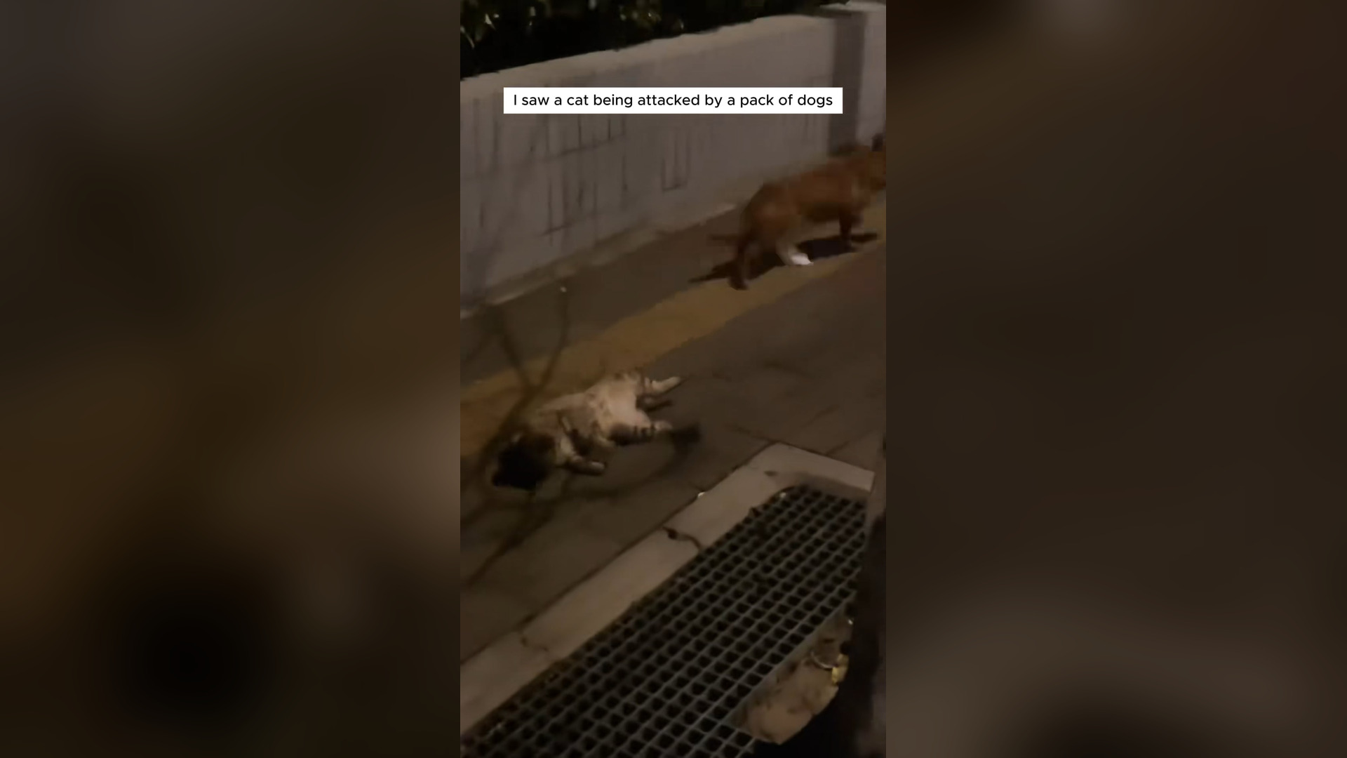H0105001_couple rescued poor cat dogs attack #a