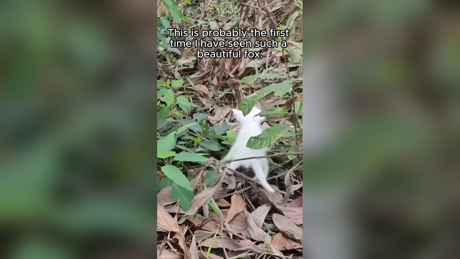 H0805009_Rescued a beautiful,lonely fox cub and it surprised me . #rescue #animals #fox #fecnec #pet
