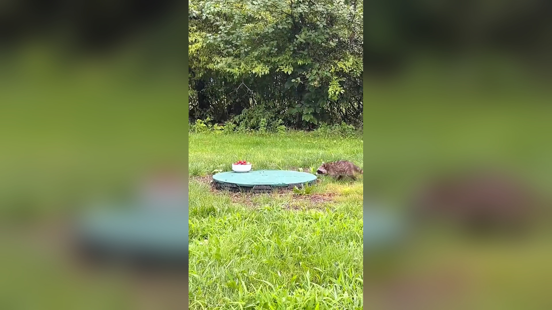 H2705018_Baby raccoon live alone and often comes to my house to ask for food #rescue #animal #rescueanimals #_part2